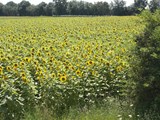 Sunflowers in August in field by Le Muguet